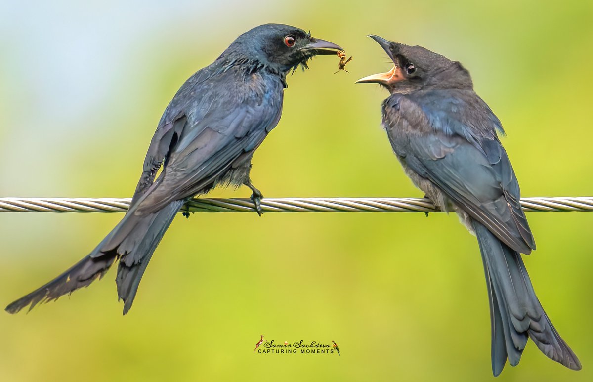 sampro3008's tweet photo. 🐝Everyone sees the meal. Very few see the chase.
This #BlackDrongo first caught a bee in flight.
One tiny insect. One remarkable aerial hunt. One hungry chick.
#BirdPhotography #BirdBehavior #NaturePhotography #WildlifePhotography #IndiAves #ThePhotoHour #Feedsjuvenile #birdfly https://t.co/BeNHsb5i4g