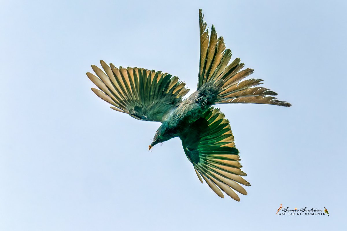 sampro3008's tweet photo. 🐝Everyone sees the meal. Very few see the chase.
This #BlackDrongo first caught a bee in flight.
One tiny insect. One remarkable aerial hunt. One hungry chick.
#BirdPhotography #BirdBehavior #NaturePhotography #WildlifePhotography #IndiAves #ThePhotoHour #Feedsjuvenile #birdfly https://t.co/BeNHsb5i4g