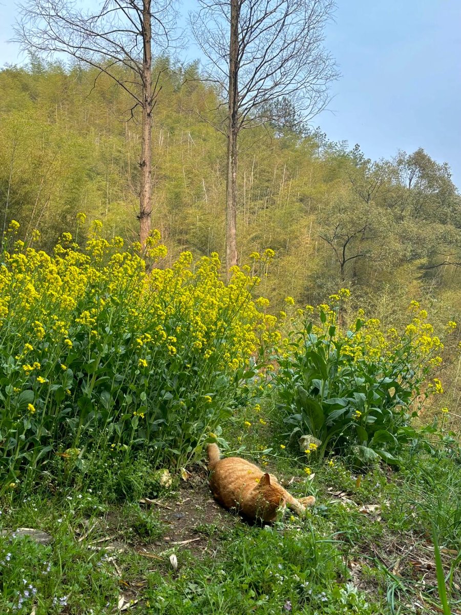 Kens4i1's tweet photo. My little furball’s first time stepping on grass today  The way he tilts his head like he’s solving a tiny, fun mystery makes every messy fur mess and late night totally worth it. Here’s to all the silly, wobbly firsts coming our way! https://t.co/4MPwuFN8jH