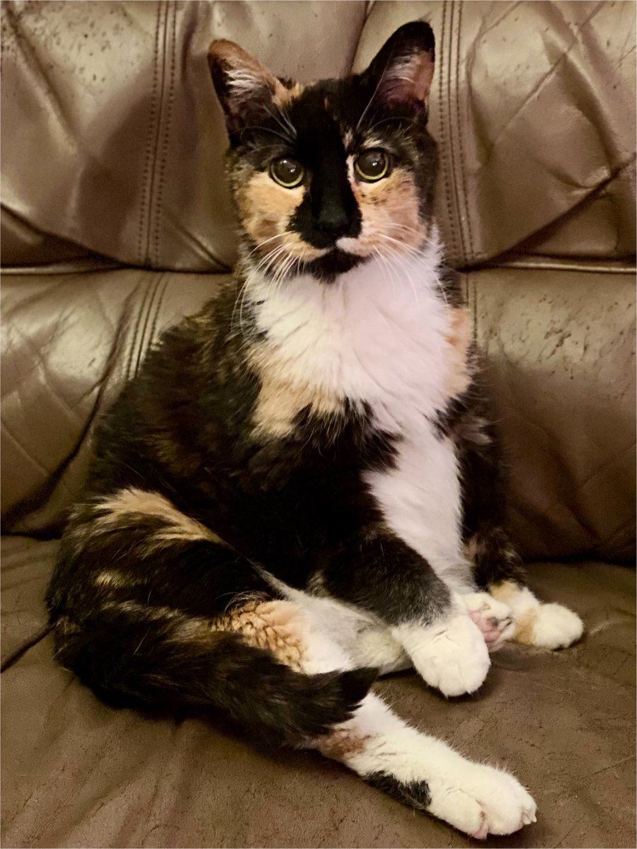 GeneralCattis's tweet photo. We are sad to report our lovely Lady Fiona, the grande dame of Fort Cattis, has traveled OTRB🌈.  At 19, she was a feisty beauty until the end, never letting her age slow her down or permitting some young upstart to take her treats. The human is heartbroken, but feels blessed to have spent time with such a magnificent feline... ❤️🐾

#Caturday #CatsOfX #CatsOfTwitter