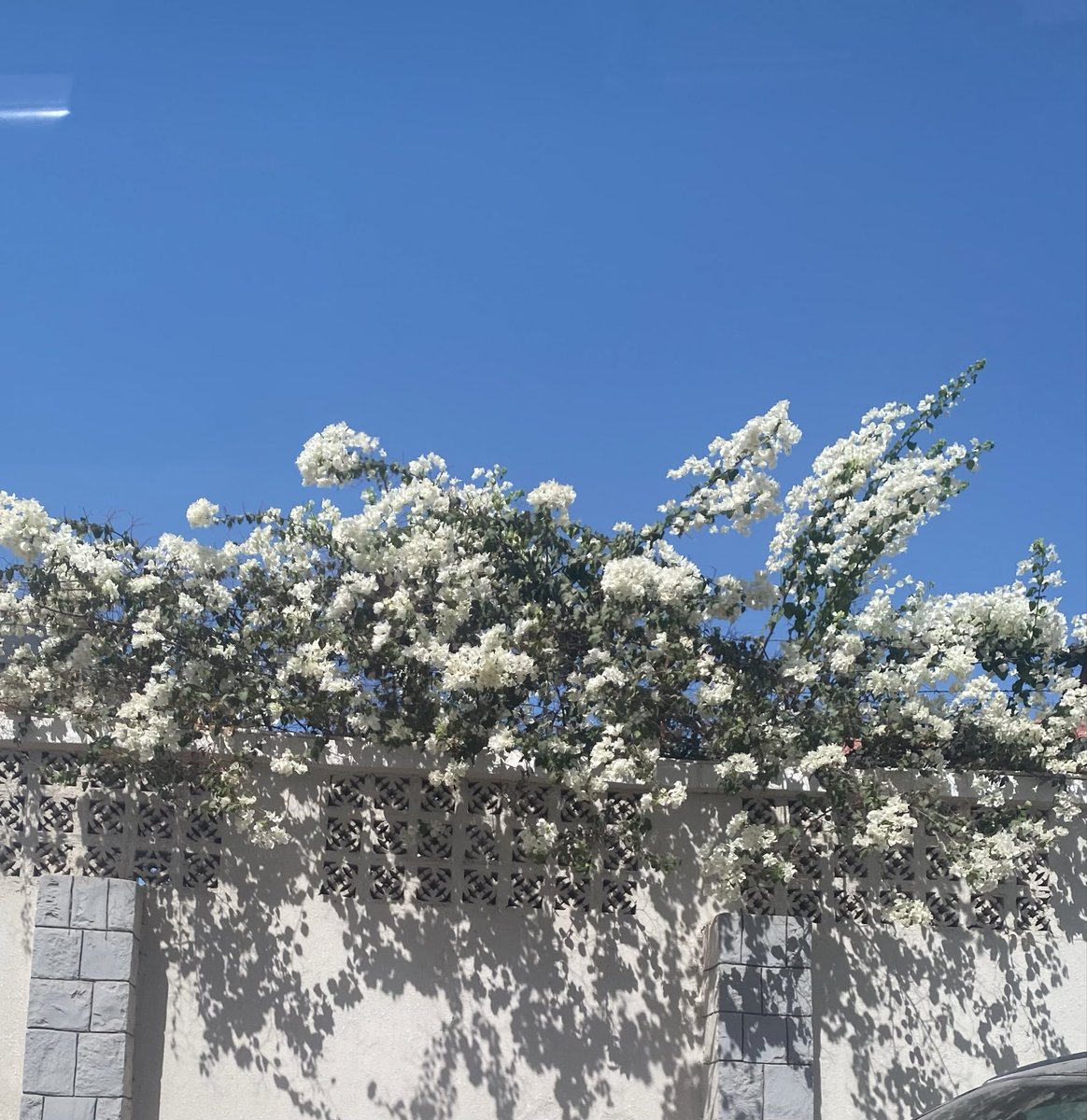 SarahMabger's tweet photo. ☁️🩵

حتىٰ وإن بدَتِ السماءُ بعيدةً
إنّ الذي فوق السماءِ قريبُ https://t.co/WO6LPWBerR