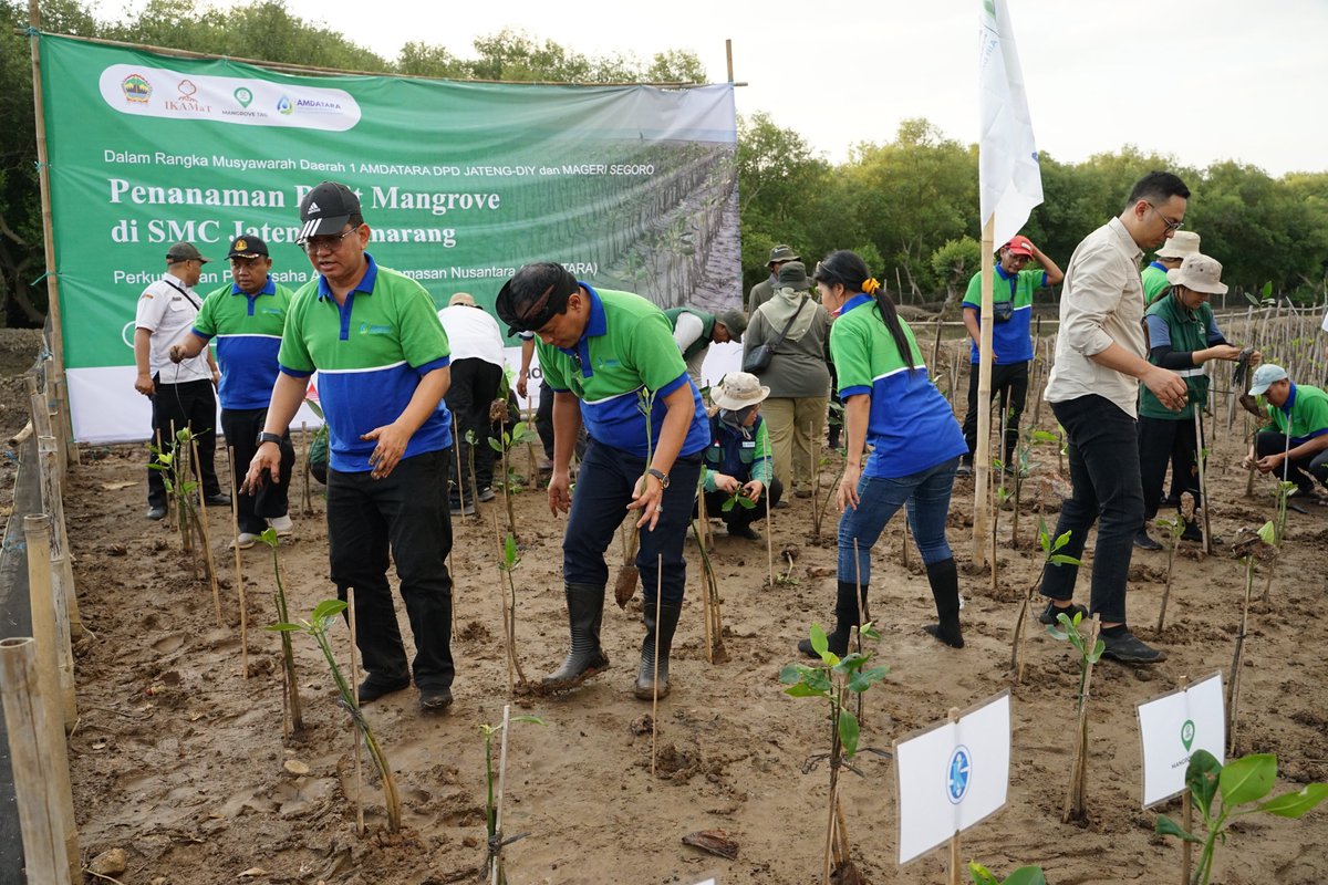 amdatara's tweet photo. 🌱 Perkumpulan Pengusaha Air Dalam Kemasan Nusantara (AMDATARA) menanam ratusan bibit mangrove di pesisir Mangunharjo, Semarang, bersama Yayasan IKAMaT dan DLHK Jawa Tengah. Kegiatan ini menjadi bagian dari Musda I AMDATARA Jateng–DIY sekaligus memperingati Hari Mangrove Sedunia 2026.
💧 Ketua Umum AMDATARA, Karyanto Wibowo, menegaskan bahwa penanaman mangrove adalah wujud nyata kontribusi industri air minum dalam menjaga keberlanjutan sumber daya air dari hulu hingga hilir. Mangrove berperan penting melindungi pesisir dari abrasi dan intrusi air laut.  AMDATARA berharap langkah ini menjadi awal kolaborasi lebih luas antara dunia usaha, pemerintah, dan masyarakat dalam menjaga ekosistem pesisir demi ketahanan lingkungan dan kesejahteraan masyarakat.