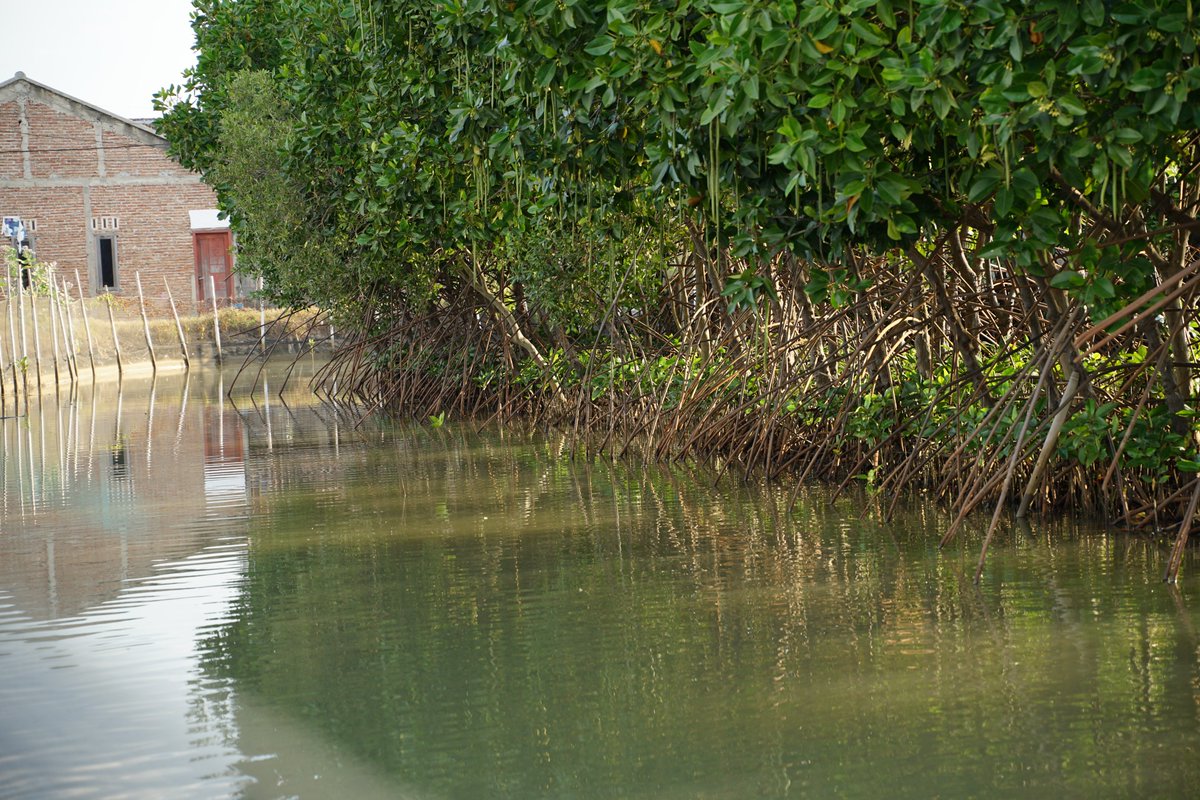 amdatara's tweet photo. 🌱 Perkumpulan Pengusaha Air Dalam Kemasan Nusantara (AMDATARA) menanam ratusan bibit mangrove di pesisir Mangunharjo, Semarang, bersama Yayasan IKAMaT dan DLHK Jawa Tengah. Kegiatan ini menjadi bagian dari Musda I AMDATARA Jateng–DIY sekaligus memperingati Hari Mangrove Sedunia 2026.
💧 Ketua Umum AMDATARA, Karyanto Wibowo, menegaskan bahwa penanaman mangrove adalah wujud nyata kontribusi industri air minum dalam menjaga keberlanjutan sumber daya air dari hulu hingga hilir. Mangrove berperan penting melindungi pesisir dari abrasi dan intrusi air laut.  AMDATARA berharap langkah ini menjadi awal kolaborasi lebih luas antara dunia usaha, pemerintah, dan masyarakat dalam menjaga ekosistem pesisir demi ketahanan lingkungan dan kesejahteraan masyarakat.