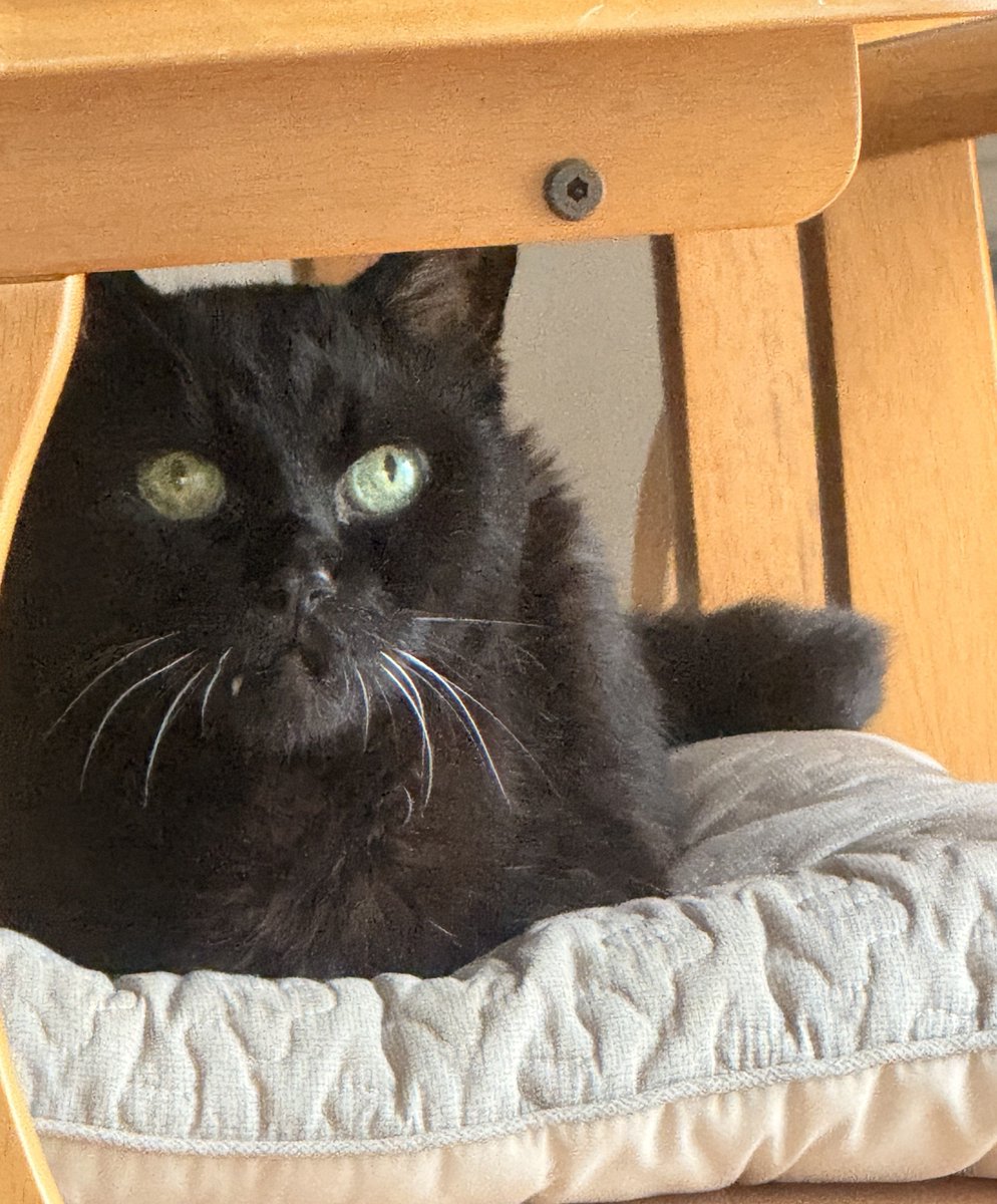 Ramu_h_7's tweet photo. 産まれたばかりであろう子猫をチャリのカゴに入れて、我が家に迎え入れて20年。
「どもん」て居酒屋の前で拾ったので、名前はそのまま「どもん」😀
母からの連絡によると、先日病院行ったら、先生に「20歳でこのパンチはすごいねー」とかましてきたらしい(笑)🤣🤣 https://t.co/gCDBb9MYrG