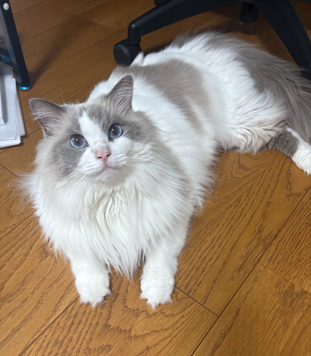 Anjon938922's tweet photo. イスの近くにいるのが好きらしい https://t.co/kP5qIsGBpk