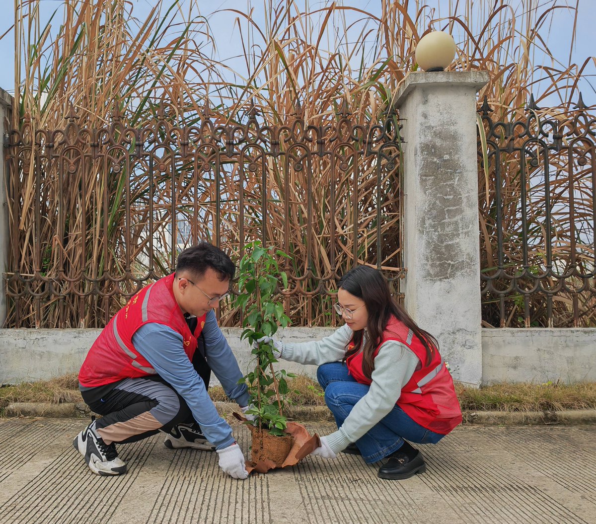 hadermin_'s tweet photo. [Join our community garden planting day this Saturday 9AM! Bring gloves u0026 enthusiasm—grow fresh veggies with neighbors, no experience needed!]， https://t.co/7vQFv1PsM7