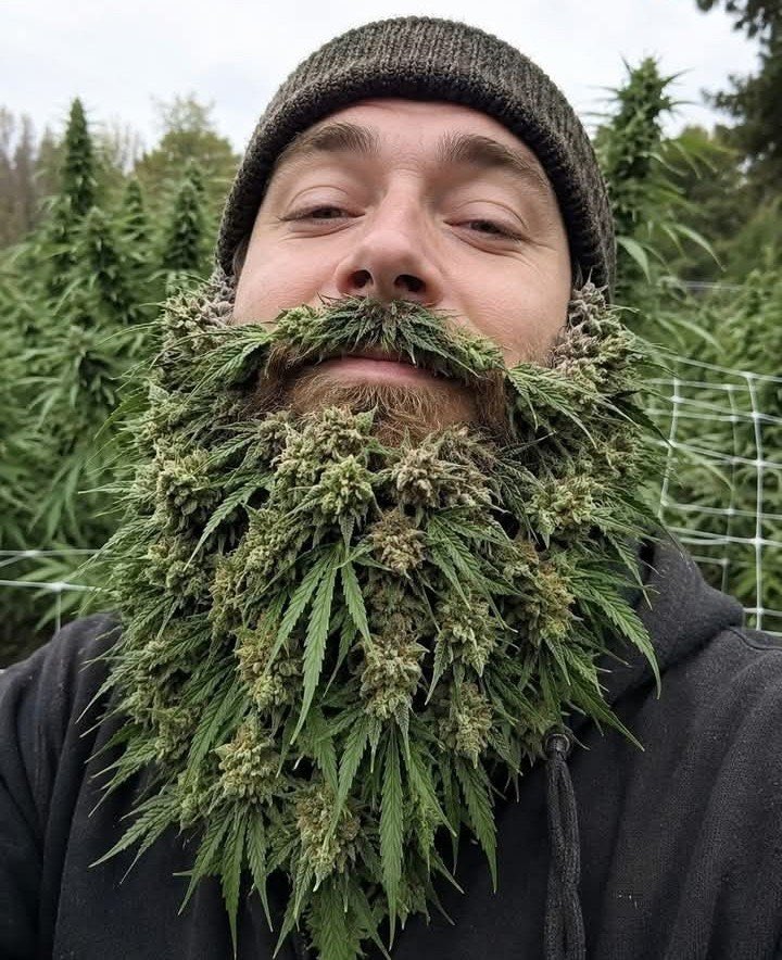 kushmatt tweet media