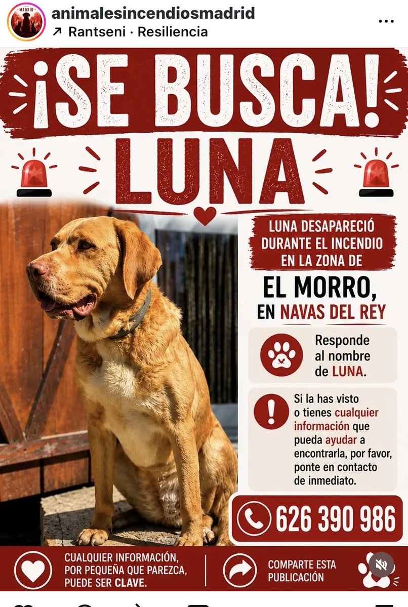 Ana De Luis tweet media