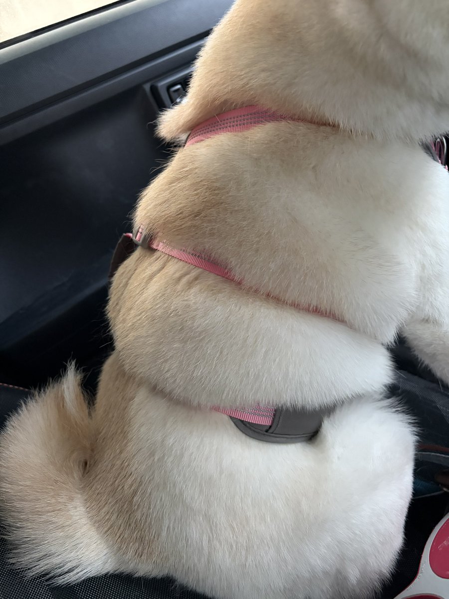 柴犬のこたろーとおと🐕 ͗ ͗ tweet media