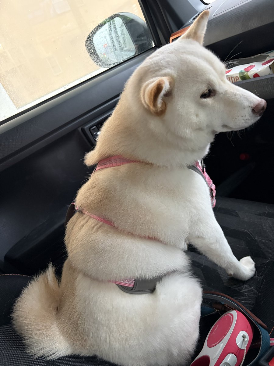 柴犬のこたろーとおと🐕 ͗ ͗ tweet media