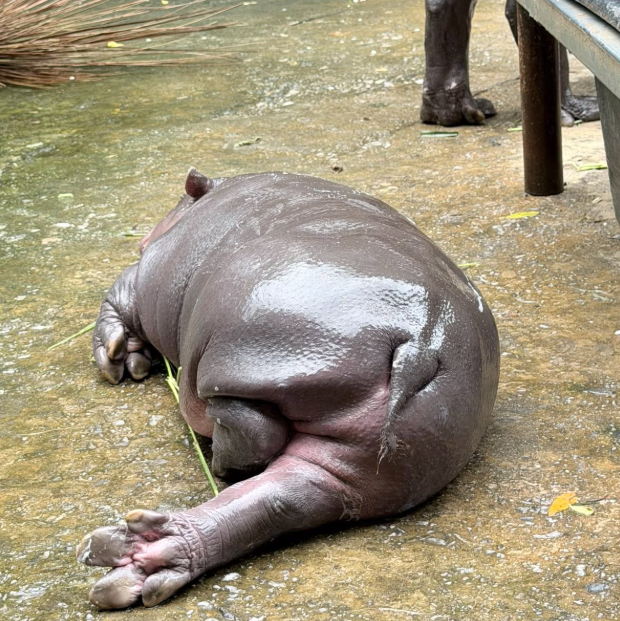 MOONAMTOK_OG's tweet photo. Sleep time  😇

#หมูน้ำตก #Moonamtok #สวนสัตว์ขอนแก่น #Khonkaenzoo
@Khonkaenzoo1 https://t.co/HbyGYzXqEt