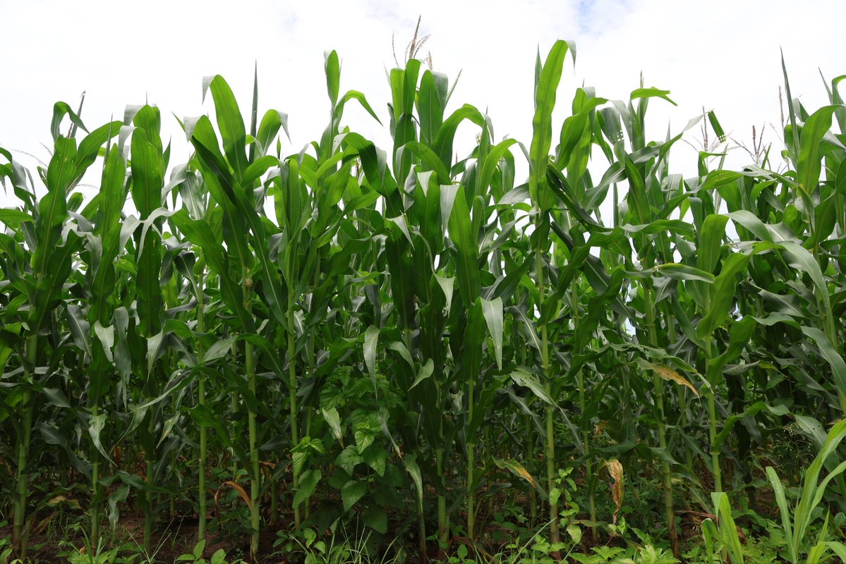 mincomunas_ve's tweet photo. Cada nuevo cultivo confirma el éxito de una política que avanza hacia una mayor soberanía alimentaria. ✊

Comuna o nada. 🚩

#PoderPopular #Comunas #Autogobierno #ProducciónComunal #Monagas https://t.co/EZrCNLq6kK