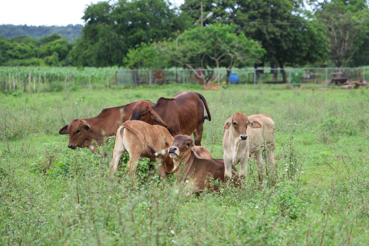 mincomunas_ve's tweet photo. 🌱 En Majomal, estado Monagas, la Comuna Productiva Manuel Cedeño desarrolla una unidad de producción incorporada al Plan Agroalimentario Comunal Reto Admirable 2026. https://t.co/6Ez6UoAEHh