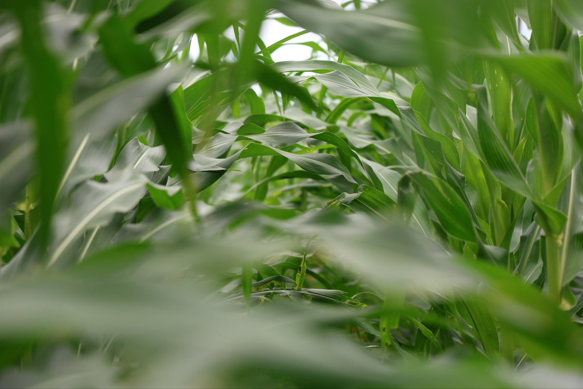 mincomunas_ve's tweet photo. Cada nuevo cultivo confirma el éxito de una política que avanza hacia una mayor soberanía alimentaria. ✊

Comuna o nada. 🚩

#PoderPopular #Comunas #Autogobierno #ProducciónComunal #Monagas https://t.co/EZrCNLq6kK