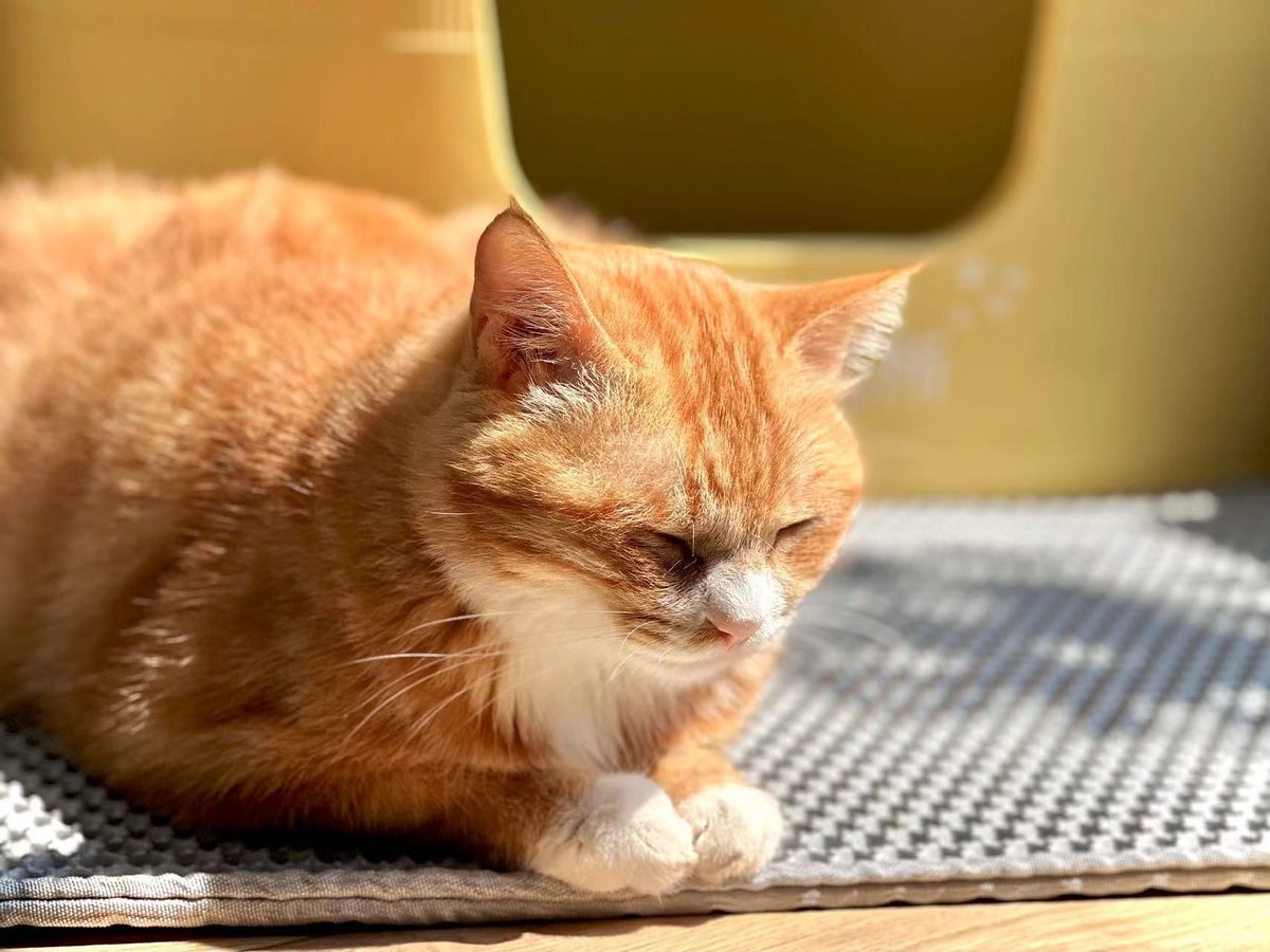 EdmundMona76065's tweet photo. Spent 10 mins presenting my group project to a "professor" only to realize it was the college’s campus cat napping on the lecture hall seat ， https://t.co/8LWm3govvr