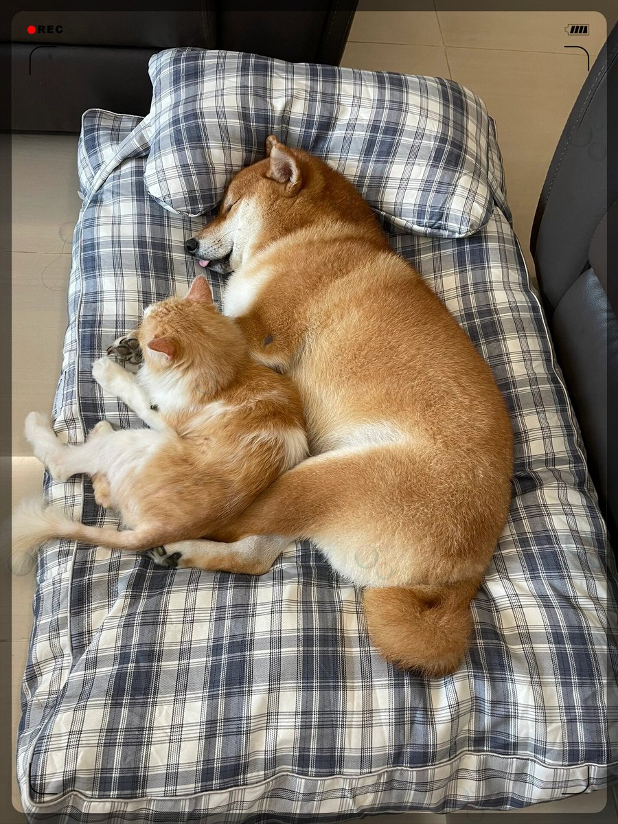 ShericeSum8fd's tweet photo. My fluffy pup curled up on my lap while I worked today — this quiet, warm moment is the best recharge ever. https://t.co/M5XAL6ggtZ