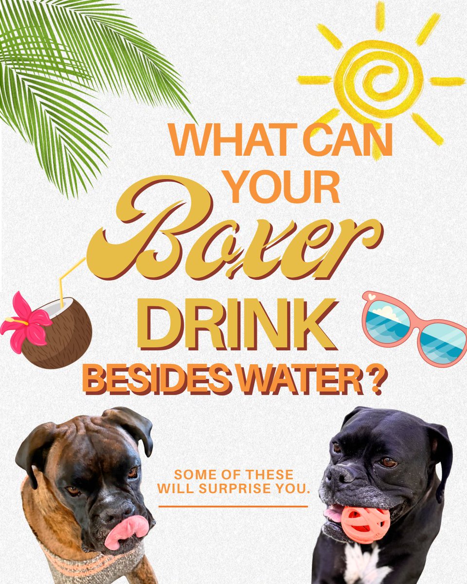 Boxer's tweet photo. Did you know your boxer can drink more than just water? 💧🐾 

Bone broth for their joints, coconut water after zoomies, oat milk as an occasional treat, and freshly diluted fruit juice on a hot day — your boxer's hydration just got a whole lot more interesting. https://t.co/DQZ11tuQGG