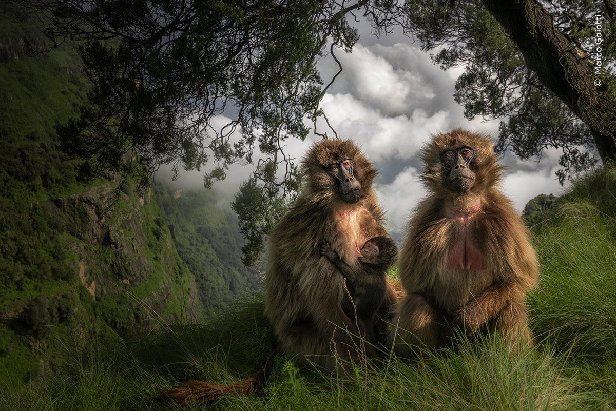 _ko_mon's tweet photo. #AccidentalRenaissance  
Renaissance Geladas 
#photo by Marco Gaiotti via Ok_Tank5977 on reddit 
#Monkeys #Animals #WildlifePhotography #Photography https://t.co/gFXvUZCKJE