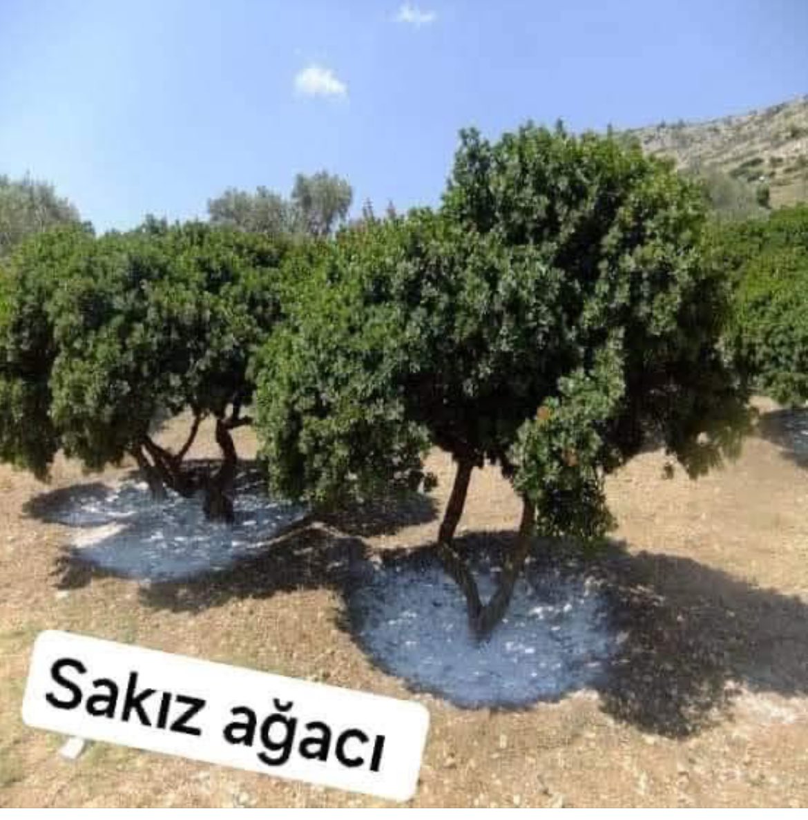 Recepsamuncu1's tweet photo. KEŞKE,,,

DEVLETİMİZ çam ağaçlarının yerine 
ZEYTİN, Ceviz, BADEM, İncir, SAKIZ ağacı , KESTANE , lhlamur , ÇINAR , MEŞE GÜRGEN ağacı, ... Kenevir dikse hem ülkeyi ÇIRA gibi yanmaktan kurtarır  hemde ülkemize  ve insanımıza bir gelir kaynağı olmaz mı ? https://t.co/xRjnMpWhBB