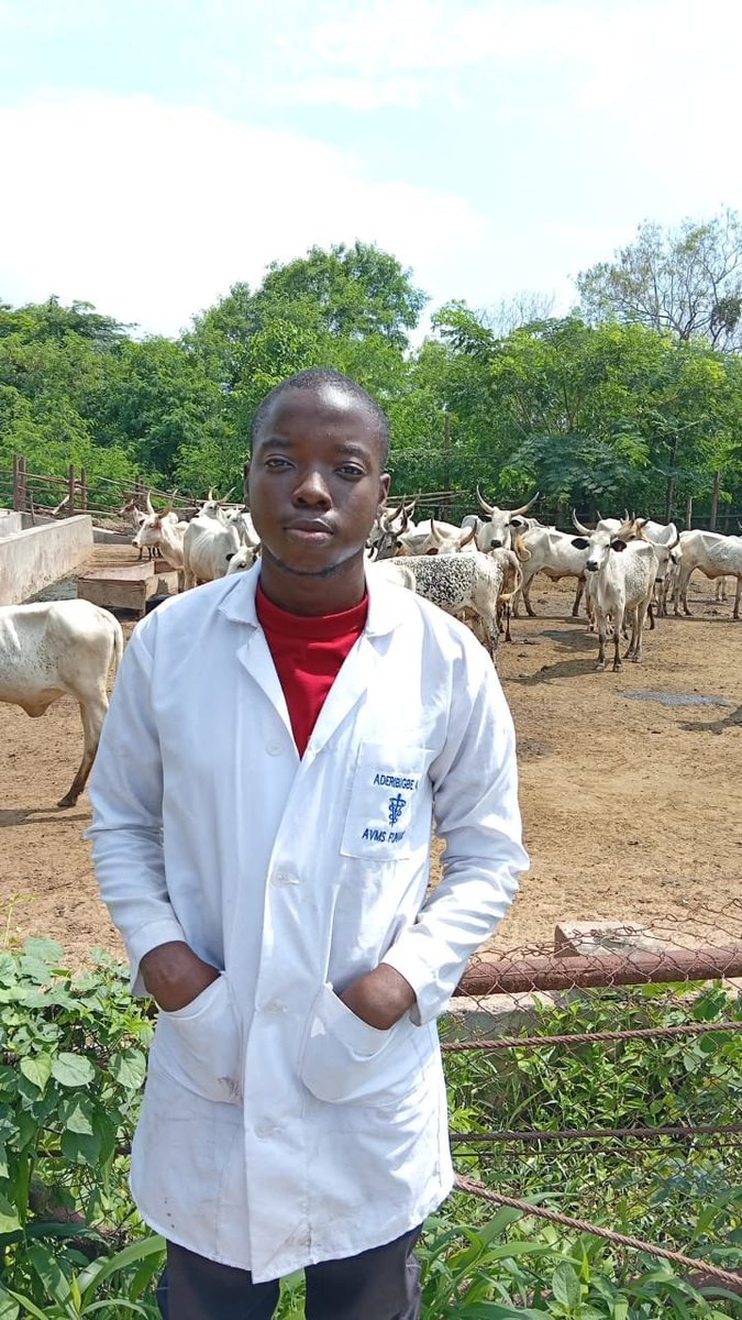Abdulazeez40102's tweet photo. SIWES week 5
Cattle Unit ✅ https://t.co/QiUJ8j1JhQ