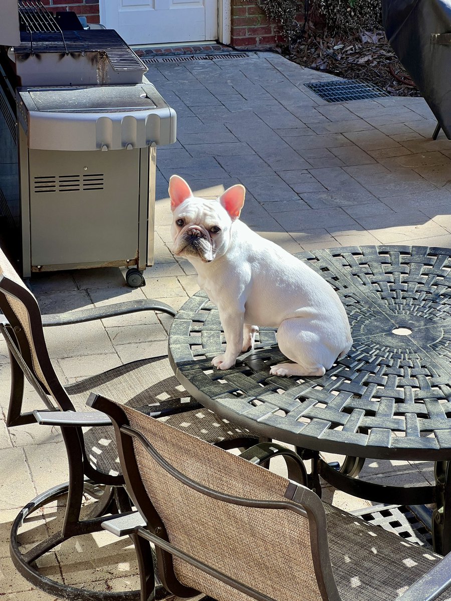 Patriots_Resist's tweet photo. @NatureUnedited Ours would climb up on the patio table and get stuck. https://t.co/ivwWhl1QdV