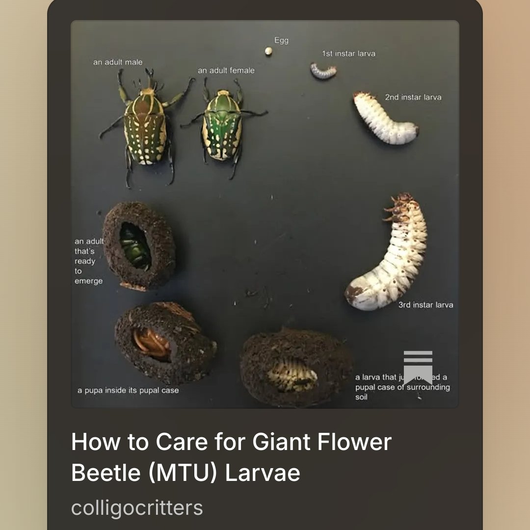 colligocritters's tweet photo. Published my guide on how to care for your larvae on my substack - link in bio! :-) https://t.co/FPXMXtc9pR