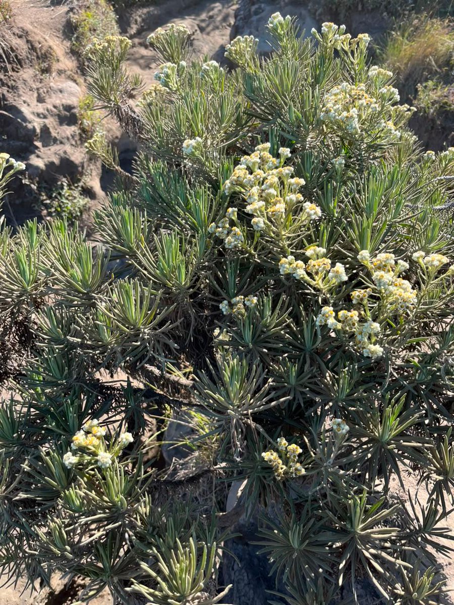 Zia1712's tweet photo. #ciremai https://t.co/8MGb6UyTdR
