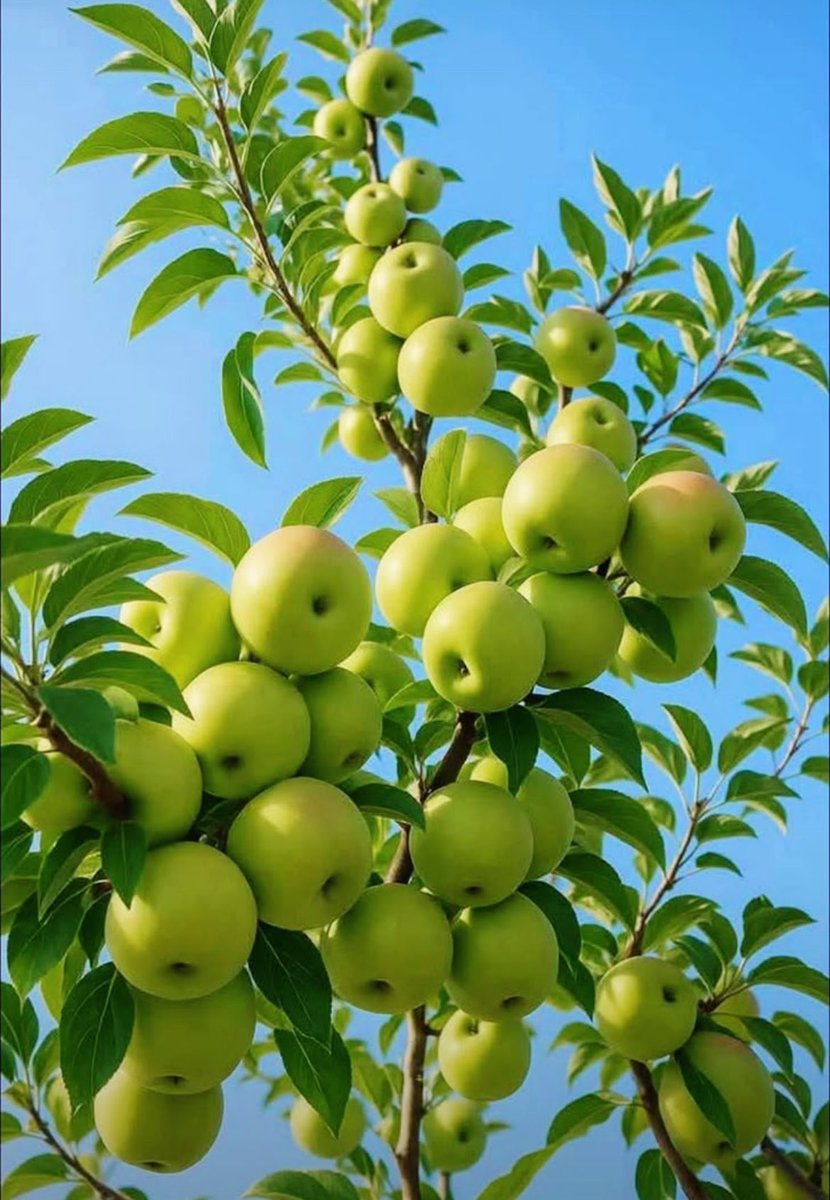 Santa_0z's tweet photo. The beauty of God’s impeccable creation 🍏🍏🍏 https://t.co/2mDu9496zf