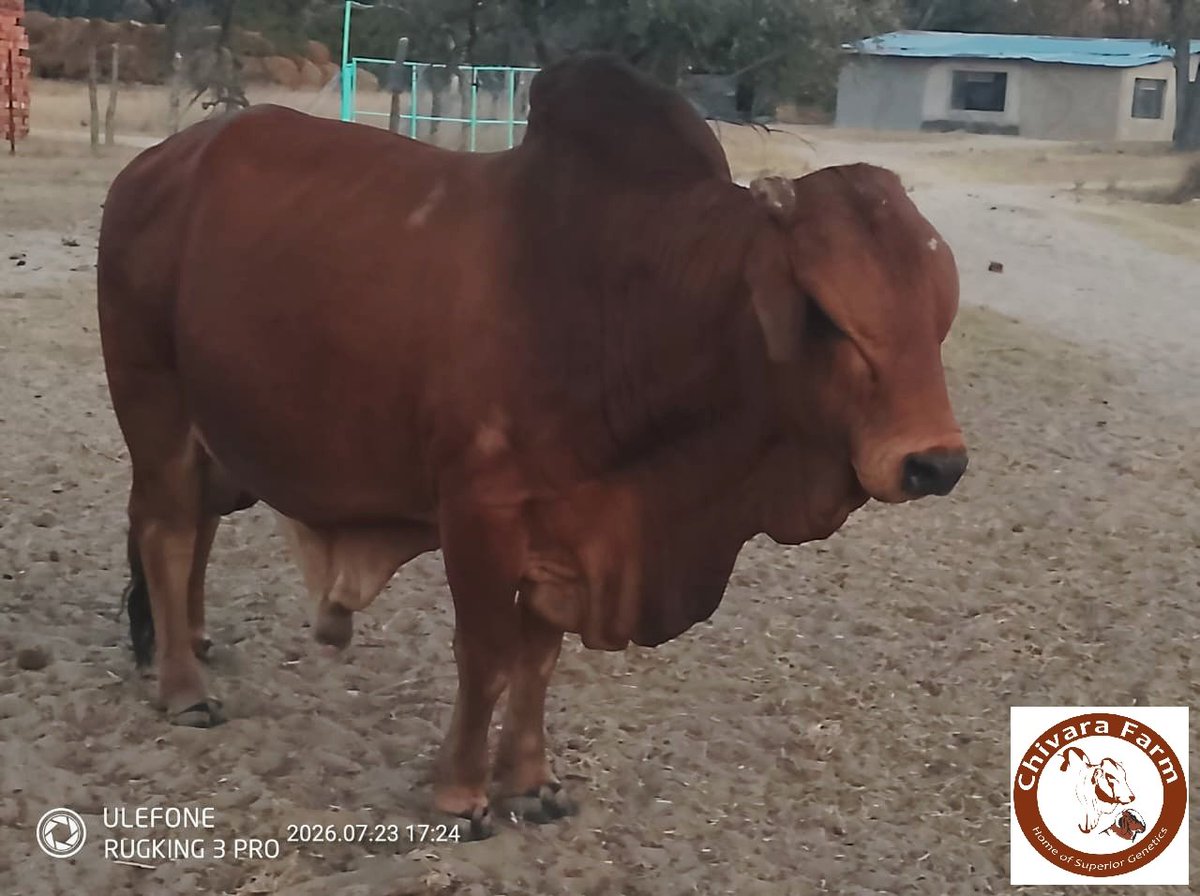 SheuKurasha's tweet photo. The future of cattle breeding #Boran, God'sgift to cattlemen.
@ChivaraFarm we're the proud owner of top Boran genetics under its #NyashaBoranStud #BN28. @Jamwanda2 @TendaiChirau @jimmy_wilford @FAOSomalia @@rangamataire @RangaMberi https://t.co/T1XPtOI33g
