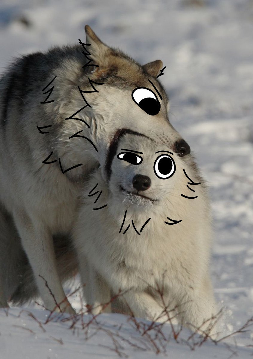 thecatidk's tweet photo. Bro stop biting #wolf #animal #art https://t.co/lvrLForiwC