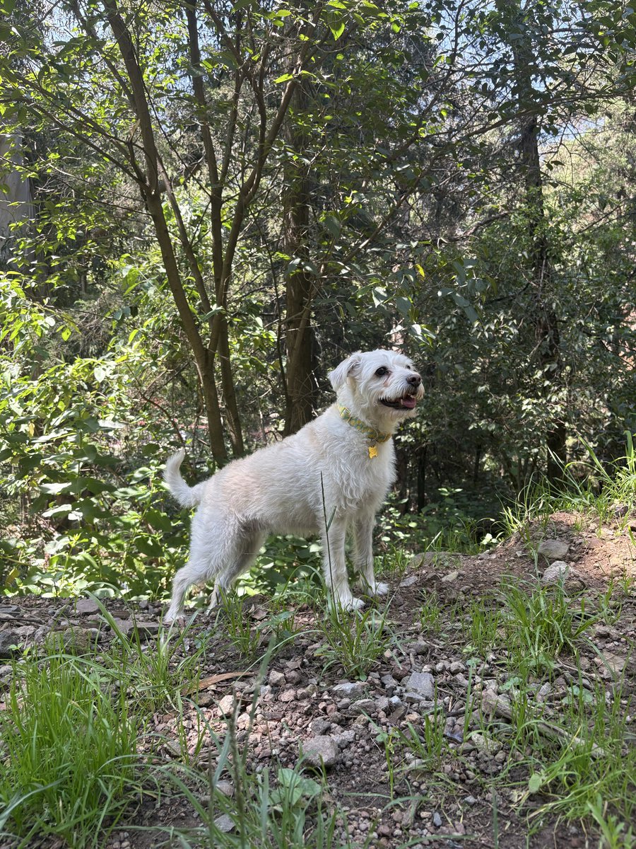 marionihao's tweet photo. @Radio_Formula @juanbaaq #diadelperro https://t.co/rh9pvyd7ZT