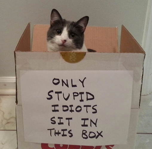 ⛓️ DAT CAT ⛓️ tweet media