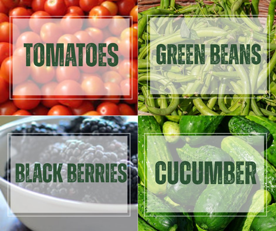 kentuckyag's tweet photo. It's the month for July produce! Celebrate the season by enjoying fresh, local fruits and vegetables like tomatoes, corn, berries, cucumbers, and zucchini. Eat seasonal, support local, and savor summer's best flavors! 🌞🥕 https://t.co/fuREsYxjnI