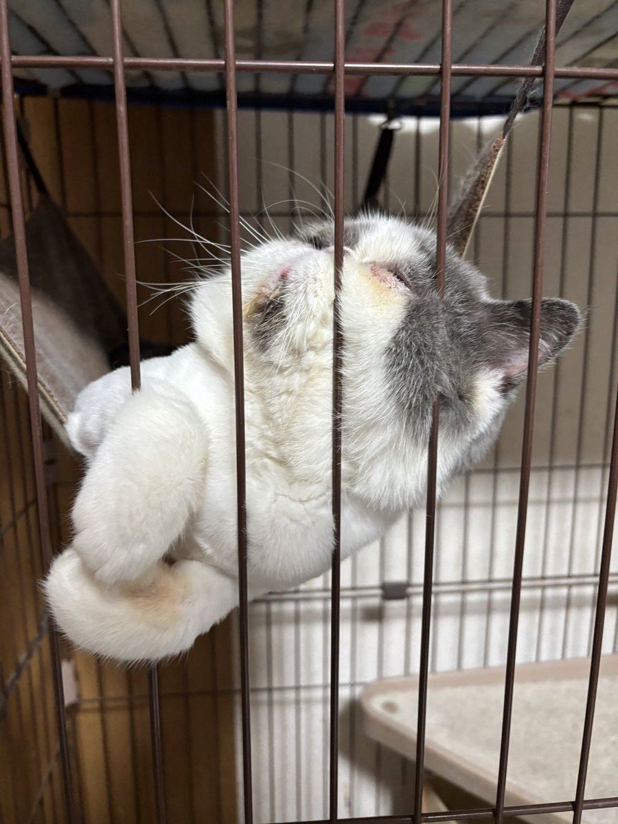 exotic5656's tweet photo. おやすみにゃさい💤💤 https://t.co/4sGE2WqeWD
