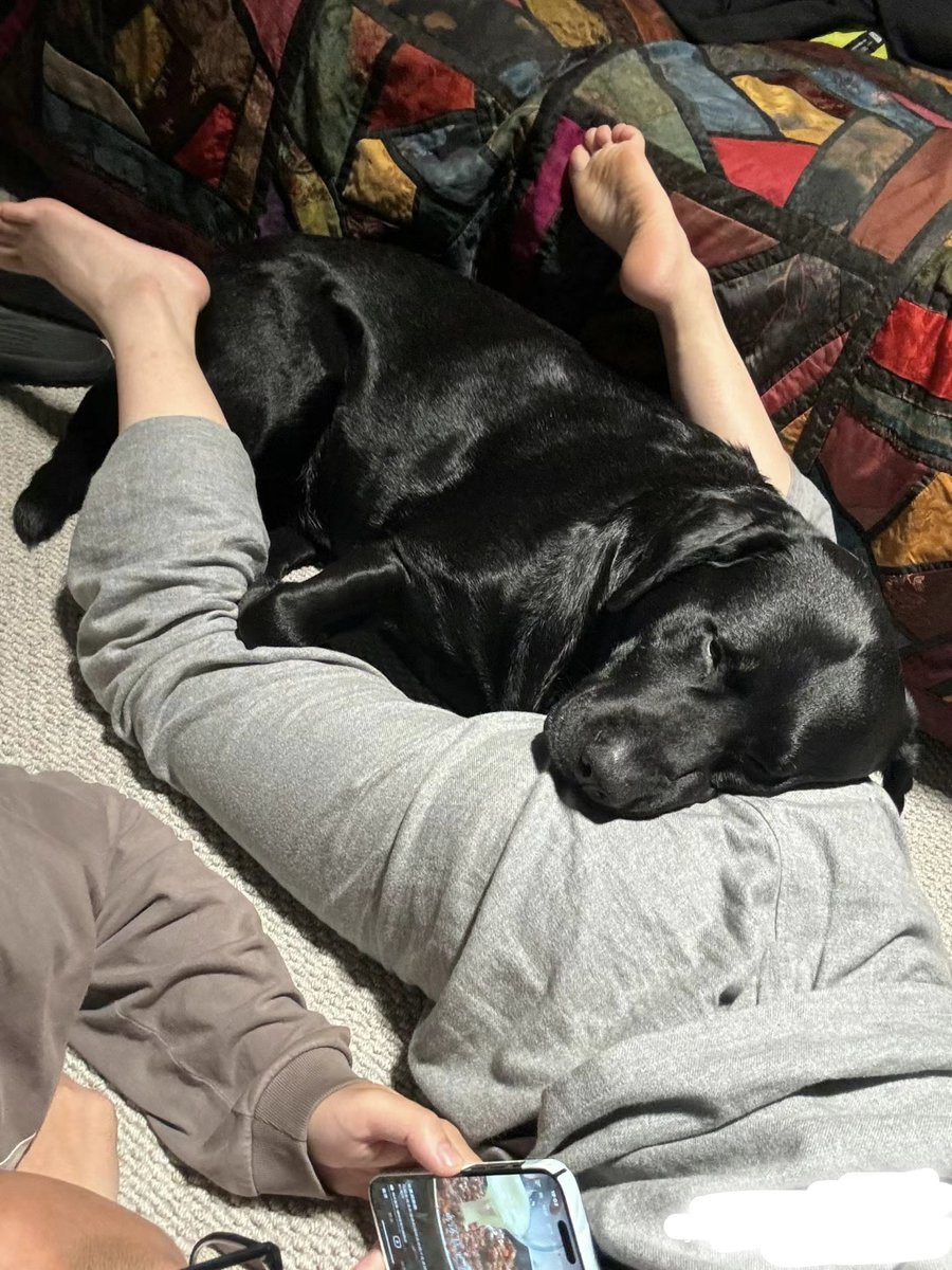 p_bezr's tweet photo. Woke up to find my fur baby has grown so much—from a tiny palm-sized fluff ball chasing my shoelaces to a little snuggle bug stealing my pillow. Love every tiny growth step with my best bud.， https://t.co/RDAGpEuVyz
