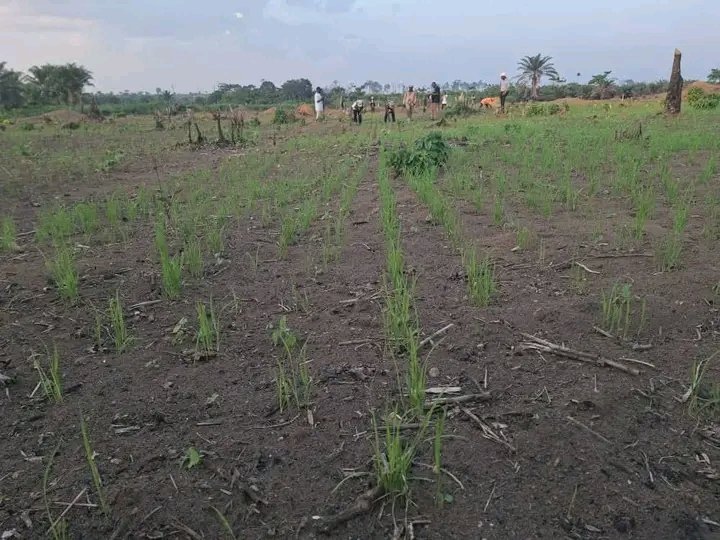 JolytaAltess's tweet photo. BUMBA: Village Wasalaka, les premières pousse ms de riz de Bumba. https://t.co/4ltLckkGI9