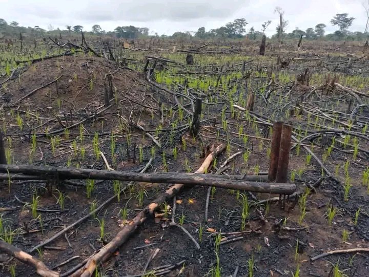JolytaAltess's tweet photo. BUMBA: Village Wasalaka, les premières pousse ms de riz de Bumba. https://t.co/4ltLckkGI9