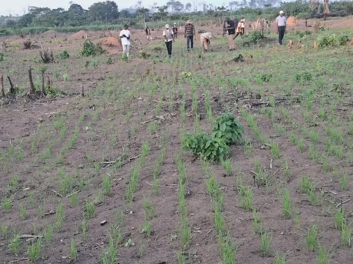JolytaAltess's tweet photo. BUMBA: Village Wasalaka, les premières pousse ms de riz de Bumba. https://t.co/4ltLckkGI9