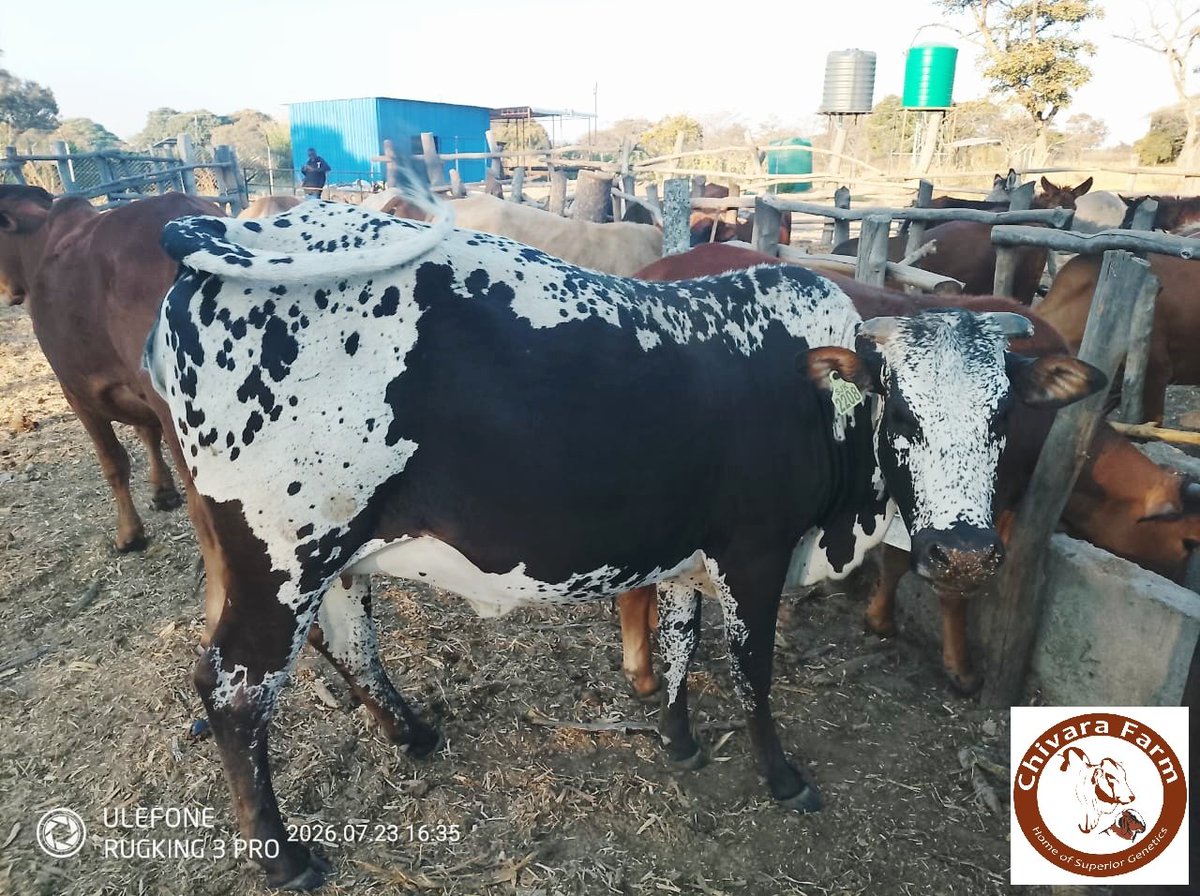 SheuKurasha's tweet photo. The future of cattle breeding #Boran, God'sgift to cattlemen.
@ChivaraFarm we're the proud owner of top Boran genetics under its #NyashaBoranStud #BN28. @Jamwanda2 @TendaiChirau @jimmy_wilford @FAOSomalia @@rangamataire @RangaMberi https://t.co/T1XPtOI33g