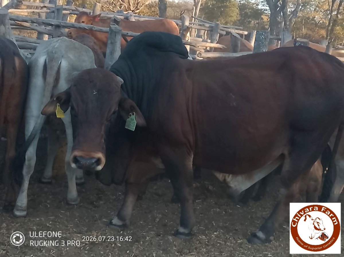 SheuKurasha's tweet photo. The future of cattle breeding #Boran, God'sgift to cattlemen.
@ChivaraFarm we're the proud owner of top Boran genetics under its #NyashaBoranStud #BN28. @Jamwanda2 @TendaiChirau @jimmy_wilford @FAOSomalia @@rangamataire @RangaMberi https://t.co/T1XPtOI33g