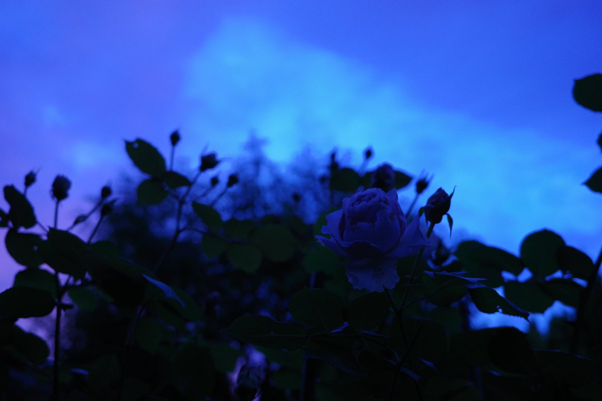 immoralblue_'s tweet photo. 「それは省かれてしまった。忘れられてしまった。それだけがはなれて浮かびあがり、全体から取り出されることは現実にはなかった」 https://t.co/dA2le1LAZR