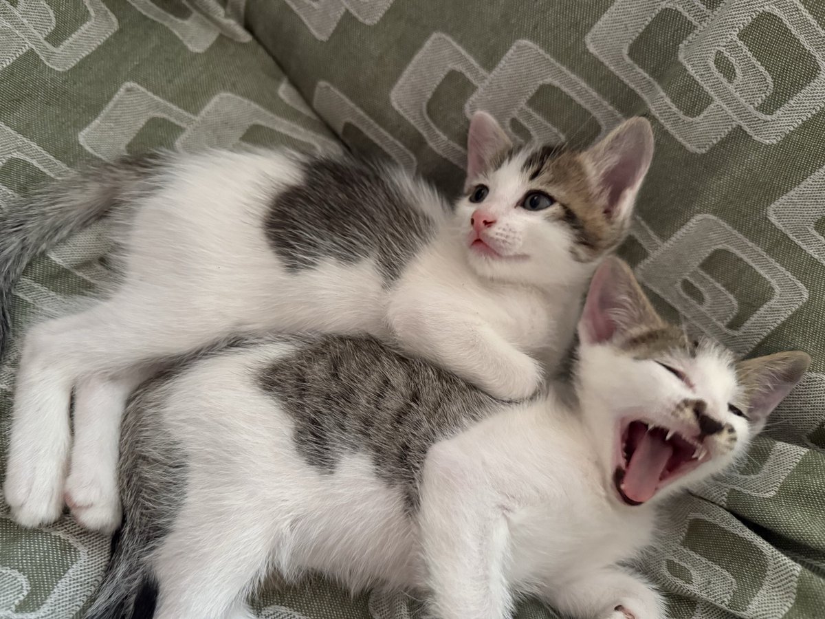 18praneeth's tweet photo. I have two adorable kittens looking for a loving home. 🐱

They are from a stray cat that started visiting our home about two months ago and eventually gave birth there. We are bachelors, so unfortunately we cannot provide them with the full-time care and attention they deserve. https://t.co/20v2PzIgdz