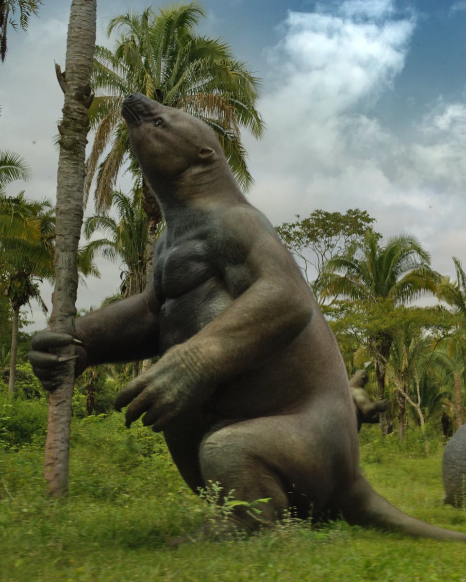 SerpenIllus's tweet photo. This Thursday’s episode of Surviving Earth dealt with GABI (the Great American Biotic Interchange). I was entrusted with designing several animals including the gigantic ground sloth Eremotherium eomigrans. I am really fond of ground sloths and I really love reconstructing them https://t.co/pGrIFr33DW