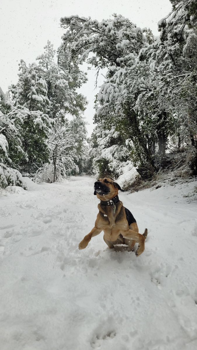 aaguvolpato's tweet photo. La felicidad de mis rescatados... 🥹❤️‍🩹
El es Tibu, un bebé de los perros salvajes del basural.
Disfruta su vida en Bariloche https://t.co/dpKxmhh8k7