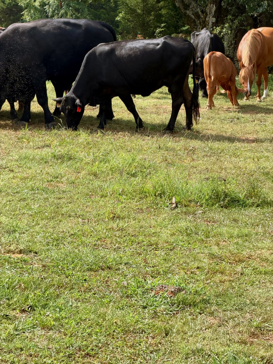 MichaelButtrey's tweet photo. Need to spray flies and some fence lines today. Busy Saturday https://t.co/XSUZ1zaWEH