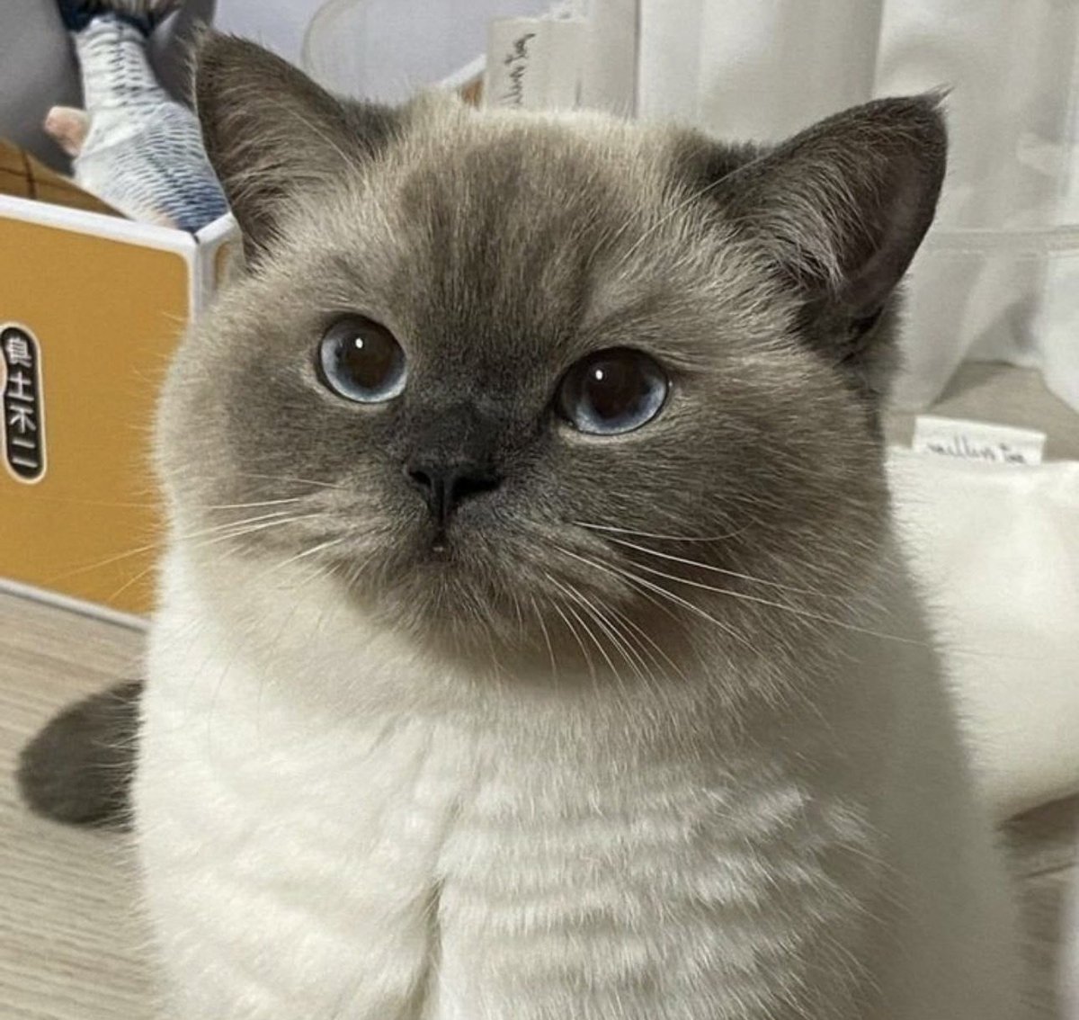 Hoshi_jjong's tweet photo. 우리집 뚠뚠고양이 https://t.co/3ZLeFvTSYa