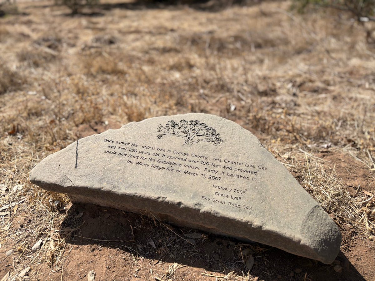 moeller4orange's tweet photo. District 6 Spotlight: Did you know? 🌳 
The oldest coastal live oak in Orange County (270+ yrs) at Santiago Oaks Park in D6. After the 2007 fire, new life sprouted from the charred trunk! 🌱 🍊 

#OrangeCA #ScenicSixth https://t.co/m30OHt2en1