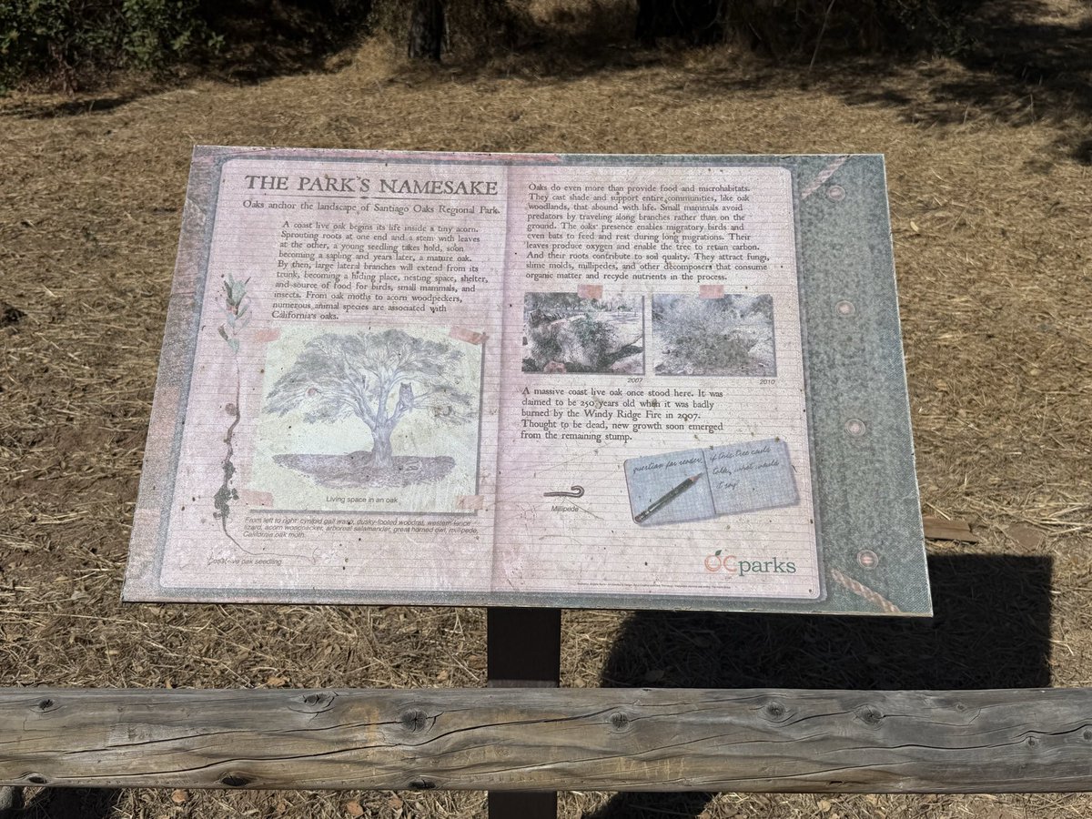 moeller4orange's tweet photo. District 6 Spotlight: Did you know? 🌳 
The oldest coastal live oak in Orange County (270+ yrs) at Santiago Oaks Park in D6. After the 2007 fire, new life sprouted from the charred trunk! 🌱 🍊 

#OrangeCA #ScenicSixth https://t.co/m30OHt2en1
