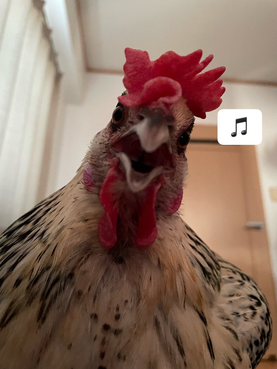 Sakasho_'s tweet photo. 初めてこの手のクエストクリアできた気がする。ありがとう、満腹だ。
ウチの鶏ちゃんも喜んでおります。 https://t.co/0zDh5Uj0Z7