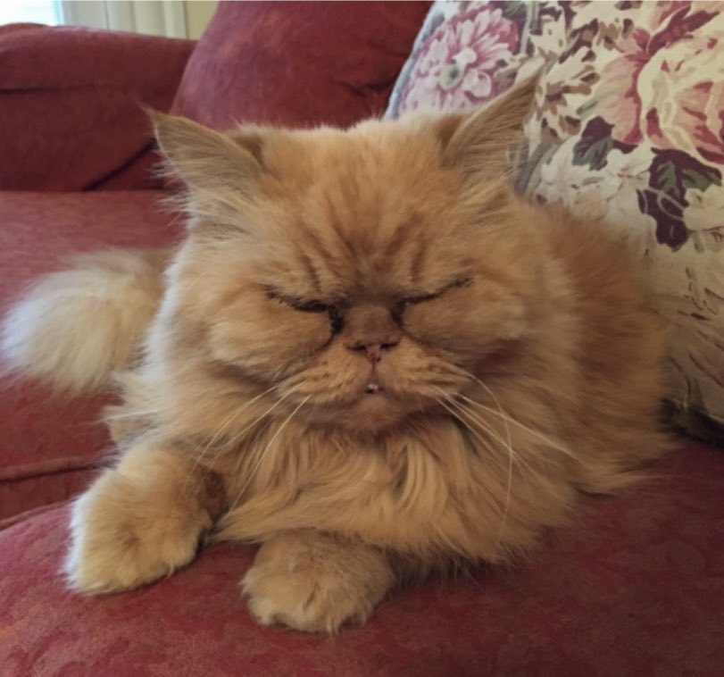 TheKarenRobards's tweet photo. Musings from >^.^< the Mews: I don't know who needs to hear this right now. But if you're going through a rough time...don't cut your bangs.

#badhairday #cat #caturday #books #bookstagram https://t.co/J5BC5tCPsW